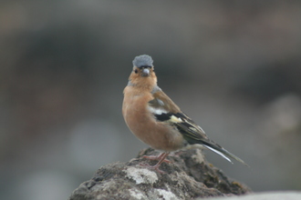 Chaffinch, Eigg, August 2012