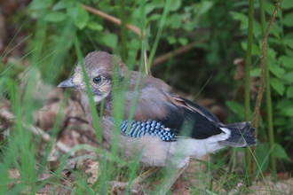 Baby Jay, Near Agden Resvoir, June 2014