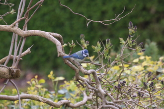 Blue Tit, Next door, April 2016