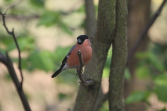 Bullfinch, Old Moor, April 2015