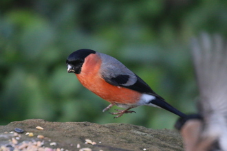 Bullfinch, Old Moor, February 2016