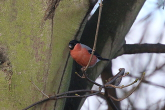 Bullfinch, Old Moor, February 2016