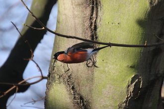 Bullfinch, Old Moor, February 2016