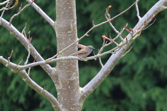 Dunnock, Our garden, April 2016