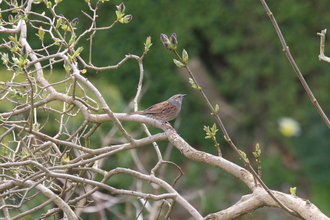 Dunncok, Our garden, April 2016
