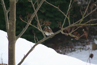 Fieldfare, Our garden, January 2010