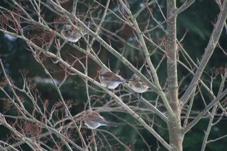 Fieldfares, Our garden, January 2010