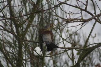 Fieldfare, Our garden, January 2010