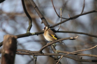 Goldfinch, Old Moor, February 2016