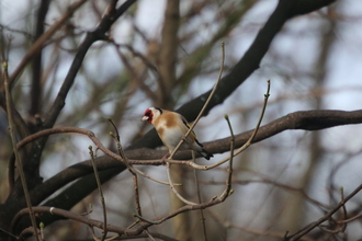 Goldfinch, Old Moor, February 2016