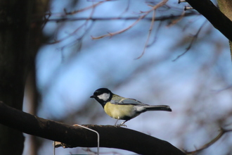 Great Tit, Old Moor, February 2016