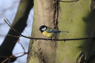 Great Tit, Old Moor, February 2016