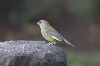 Greenfinch Old Moor, September 2014