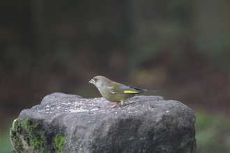 Greenfinch, Old Moor, November 2014