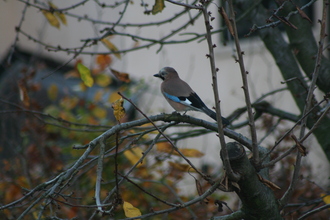Jay, Our garden, November 2007