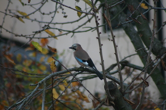 Jay, Our garden, November 2007