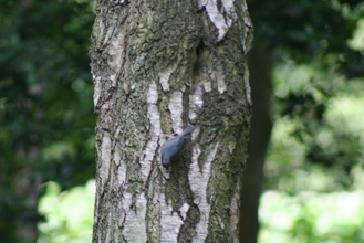 Nuthatch, Wallington, July 2006