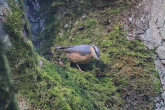 Nuthatch, Bank Wood, Millthorpe, February 2016