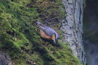 Nuthatch, Bank Wood, Millthorpe, February 2016