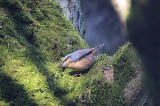 Nuthatch, Bank Wood, Millthorpe, February 2016
