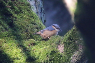 Nuthatch, Bank Wood, Millthorpe, February 2016