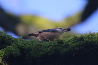 Nuthatch, Bank Wood, Millthorpe, February 2016