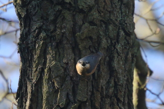 Nuthatch, Bank Wood, Millthorpe, February 2016