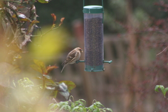 Redpoll, Neighbour