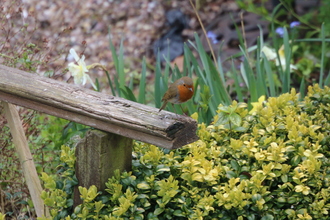 Robin, Next door, April 2016