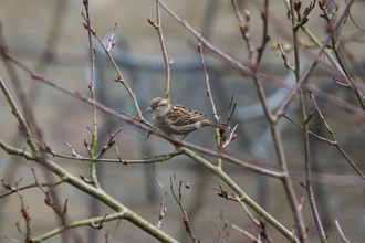 Sparrow, Next door, April 2016