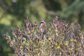Sparrow, Our garden, April 2016