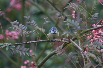Blue Tit, On Our Rowan Tree, September 2013