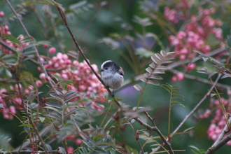 Long-tailed Tit, Our Rowan Tree, September 2013