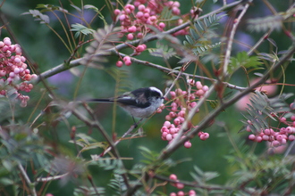 Long-tailed Tit, Our Rowan Tree, September 2013