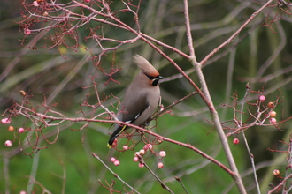 Waxwing, Our garden, January 2012