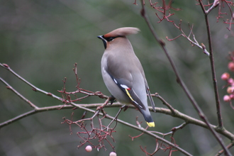 Waxwing, Our garden, January 2012