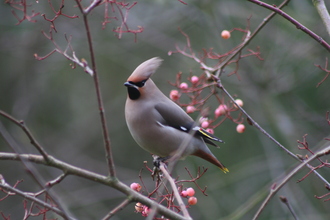 Waxwing, Our garden, January 2012