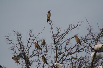 Waxwings, Banner Cross, December 2010
