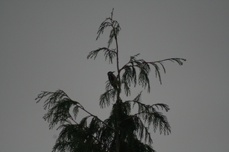 Great Spotted Woodpecker, Garden, October 2008