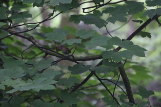 Wren, Bradford Dale, May 2014