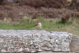 Wheatear, Ness of Brognar Orkney, May 2016