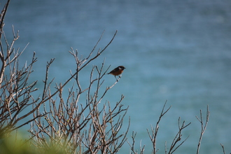 Stonechat, Waulkmill Bay Orkney, May 2016