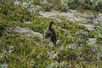 Ptarmigan, Skaftafell, Iceland, July 2007