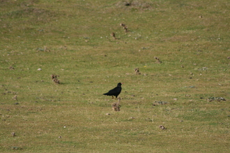 Chough, Spanish Head, IOM, September 2011