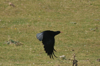 Flying chough, Spanish Head IOM, September 2011