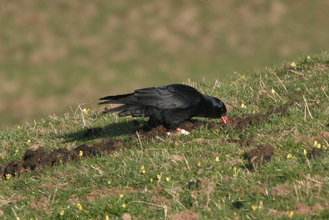 Chough, Pembroke Coast, April 2014