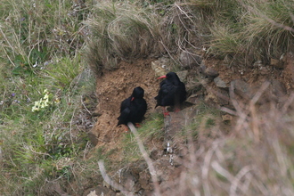 Choughs, Pembroke Coast, April 2014