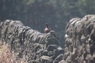 Red Grouse, Below Derwent Edge, April 2015
