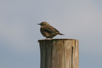 Pippit, Pembroke Coast, April 2014