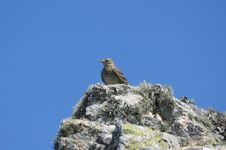 Pippit, Pembroke Coast, April 2014